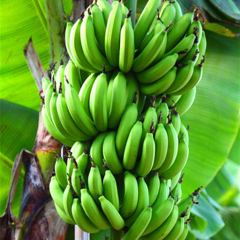 Dwarf Banana Seeds – Potted Banana Fruit Plant Seeds for Garden Planting, 100 Seeds Pack - Image 5