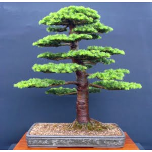 Cedar Tree Seeds – Evergreen Garden Tree Seeds for Planting, 10 Seeds Pack - 4