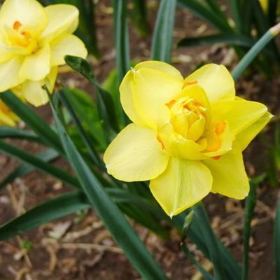 Daffodil Bulb – Multi-Color Bonsai Garden Flower Bulb for Planting, 1 Bulb Pack - Image 5