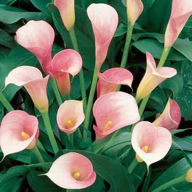 Calla Lily Bulb – Multi-Color Garden Flower Bulb for Planting, 1 Bulb Pack - Image 5
