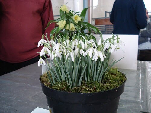 Snowdrop Flower Seeds – Galanthus Garden Flower Seeds for Planting, 20 Seeds Pack - Image 5