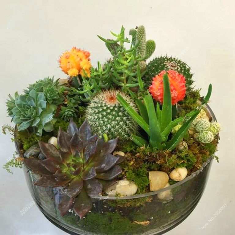 Mixed Lithops Seeds – Rare Living Stones Succulent Seeds for Planting, 100 Seeds Pack - Image 5