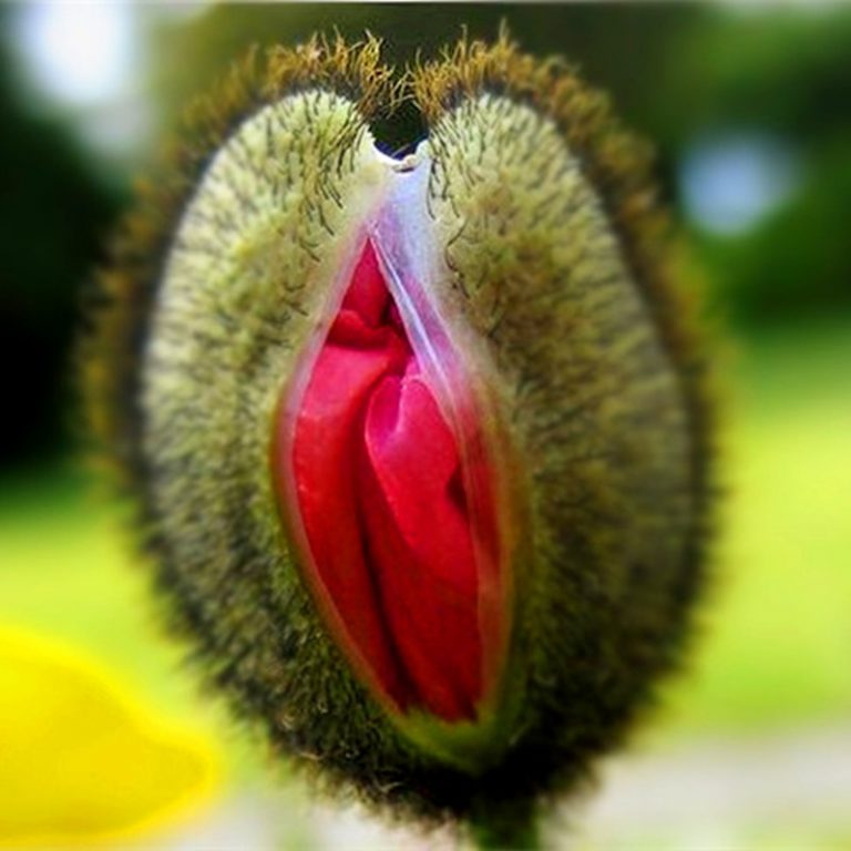Venus Flytrap (Dionaea Muscipula) Seeds – Insect-Catching Carnivorous Plant Seeds, 100 Seeds Pack - Image 5