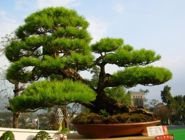 Pinus Thunbergii Seeds – Pine Tree Garden Seeds for Planting, 30 Seeds Pack - Image 5