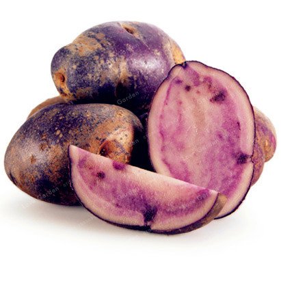 Purple Sweet Potato Seeds – Vegetable Garden Seeds for Planting, 100 Seeds Pack - Image 5