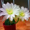 Mixed Rare Cactus Seeds – Assorted Succulent Plant Seeds for Planting, 100 Seeds Pack - Image 5
