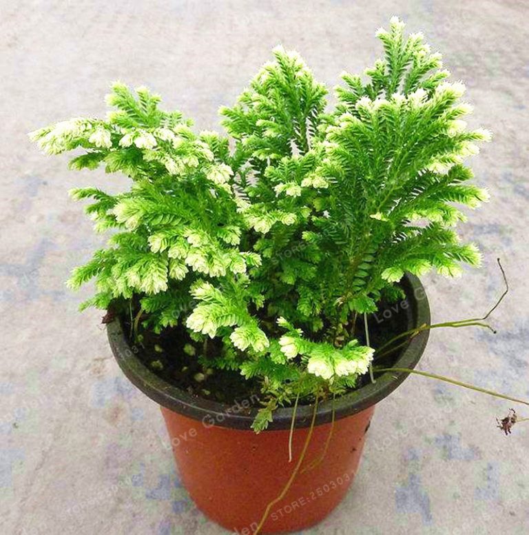 Selaginella Uncinata Seeds – Blue Moss Garden Plant Seeds for Planting, 50 Seeds Pack - Image 5