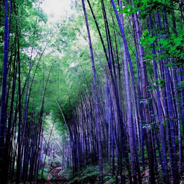 Purple Lucky Bamboo Seeds – Rare Bamboo Plant Seeds for Garden Planting, 50 Seeds Pack - Image 5