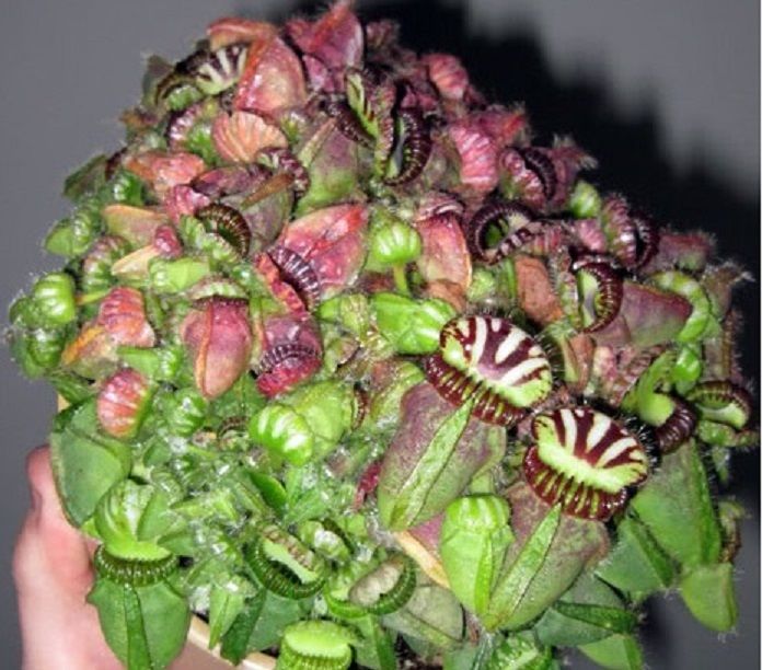 Cephalotus Follicularis Seeds – Rare Carnivorous Pitcher Plant Seeds for Garden Planting, 100 Seeds Pack - Image 5