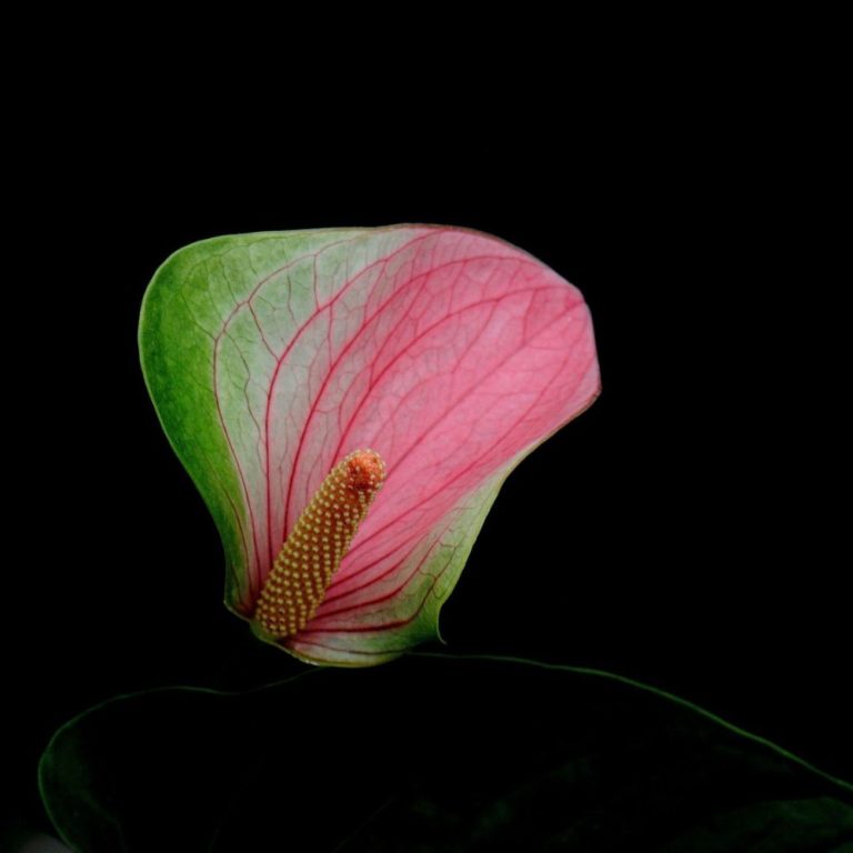Anthurium Andraeanum Seeds – Pink & Green Garden Flower Seeds for Planting, 100 Seeds Pack - Image 5
