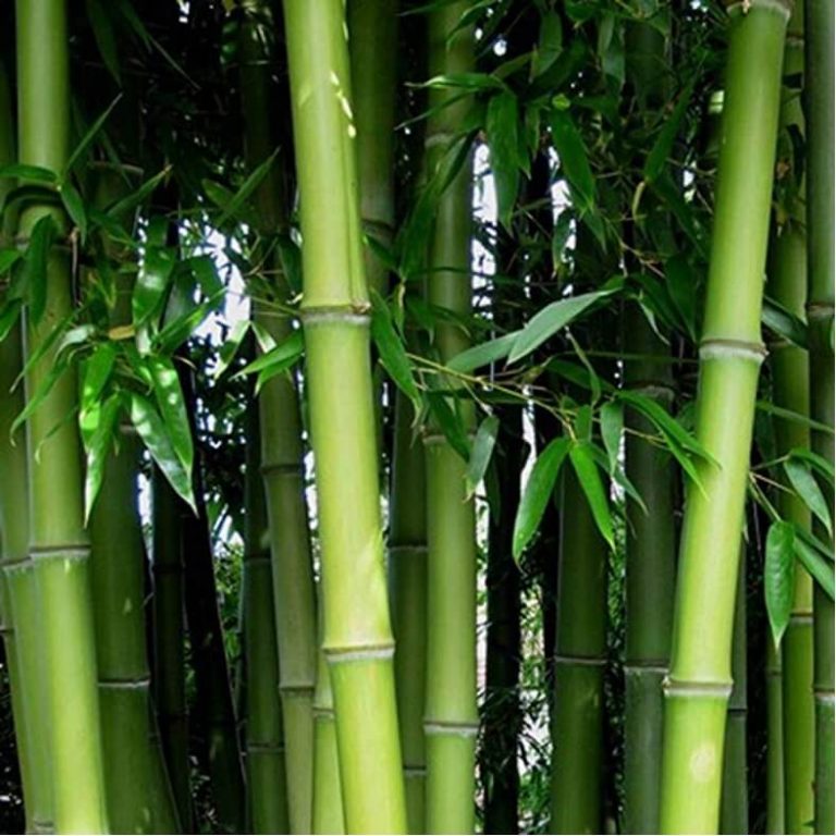 Phyllostachys Pubescens Seeds – Rare Giant Bamboo Plant Seeds for Garden Planting, 50 Seeds Pack - Image 5