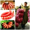 Red Banana Seeds – Rare Tropical Banana Fruit Seeds for Garden Planting, 100 Seeds Pack - Image 5