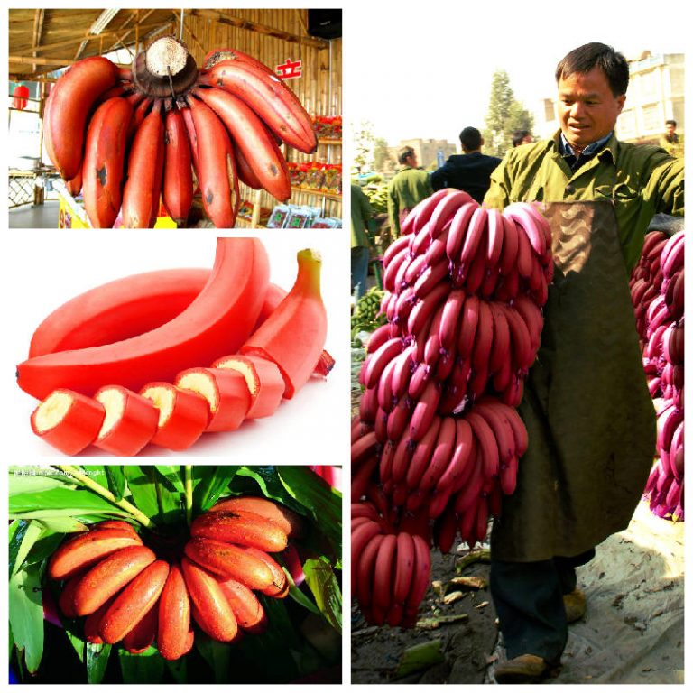 Red Banana Seeds – Rare Tropical Banana Fruit Seeds for Garden Planting, 100 Seeds Pack - Image 5