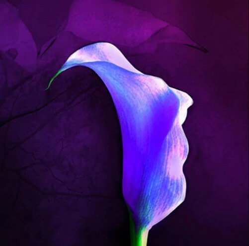 Calla Lily Bulb – Multi-Color Flower Bulb for Garden Planting, 1 Bulb Pack - Image 5