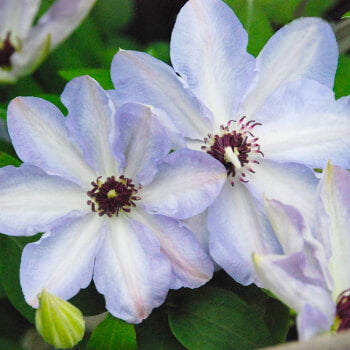 Climbing Clematis Bulb – Mixed Variety Garden Flower Bulb for Planting, 1 Bulb Pack - Image 5
