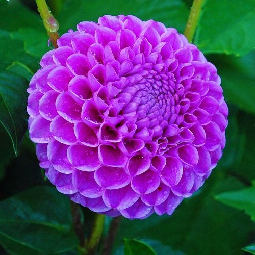Dahlia Bulb – Beautiful Indoor Bonsai Flower Bulb for Home Garden Planting, 1 Bulb Pack - Image 5