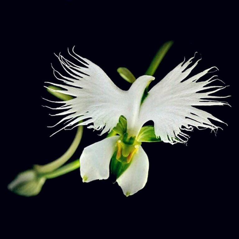 Egret Orchid Seeds – White Heron Orchid Flower Seeds for Garden Planting, 100 Seeds Pack - Image 4