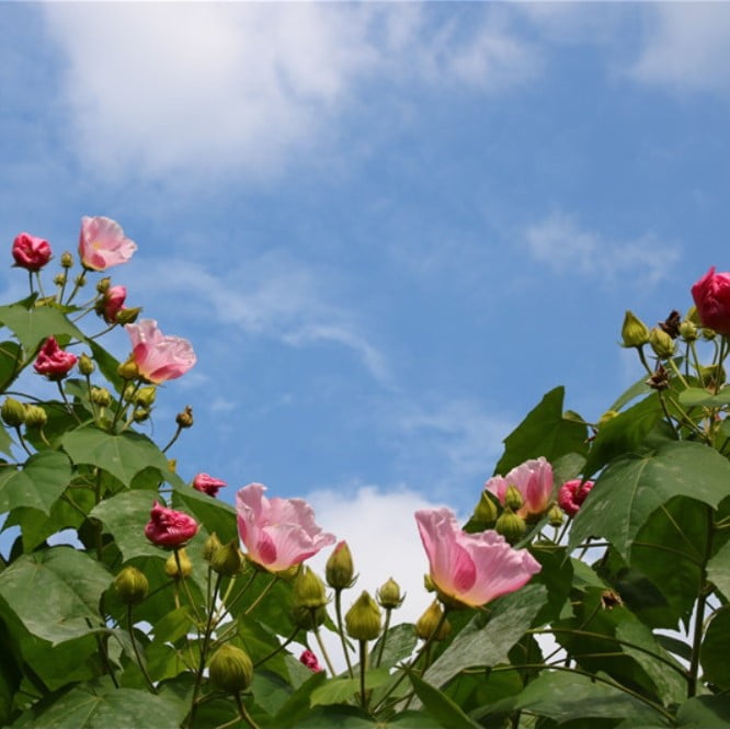 Hibiscus Mutabilis Seeds – Hibiscus Rose Flower Seeds for Garden Planting, 100 Seeds Pack - Image 6