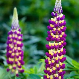 Rainbow Lupine Flower Seeds – Colorful Garden Lupin Seeds for Planting, 100 Seeds Pack - 4
