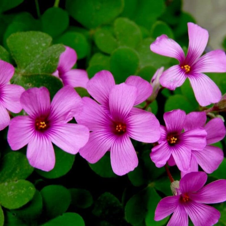 Purple Oxalis Flower Seeds – Ornamental Garden Flower Seeds for Planting, 100 Seeds Pack - Image 5