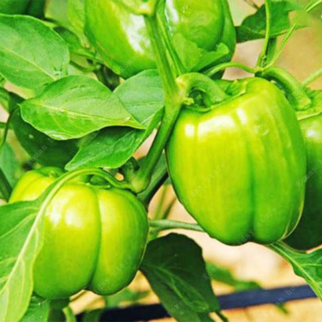 Rare Organic Chili Pepper Seeds – Vegetable Garden Seeds for Planting, 100 Seeds Pack - Image 5