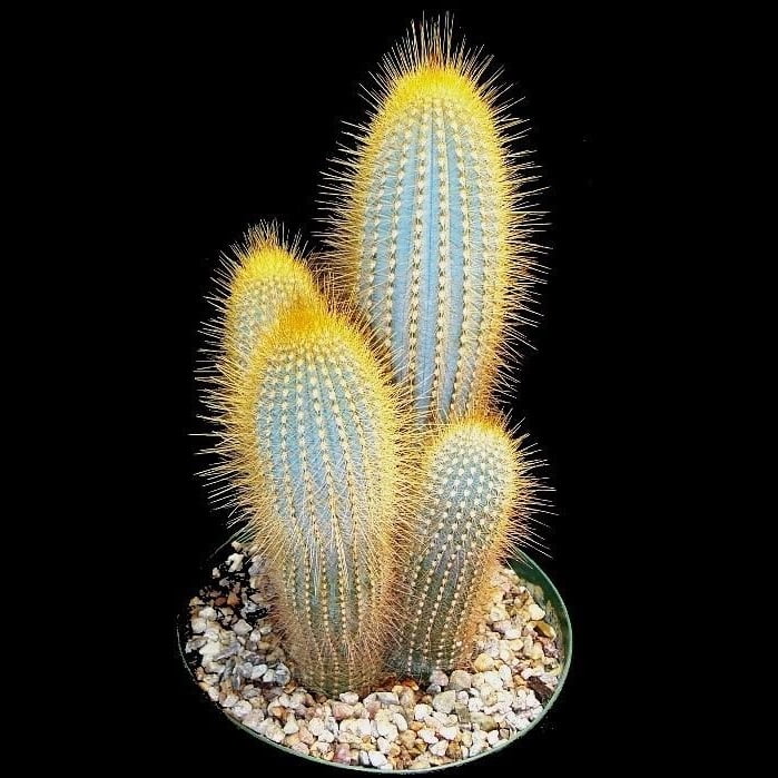 Mixed Rare Cactus Seeds – Assorted Succulent Plant Seeds for Planting, 200 Seeds Pack - Image 5
