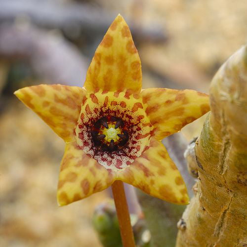 Stapelia Pulchella Seeds – Starfish Cactus Succulent Seeds for Planting, 100 Seeds Pack - Image 5