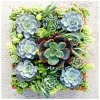 Mixed Lithops Succulent Seeds – Living Stones Plant Seeds for Planting, 200 Seeds Pack - Image 5