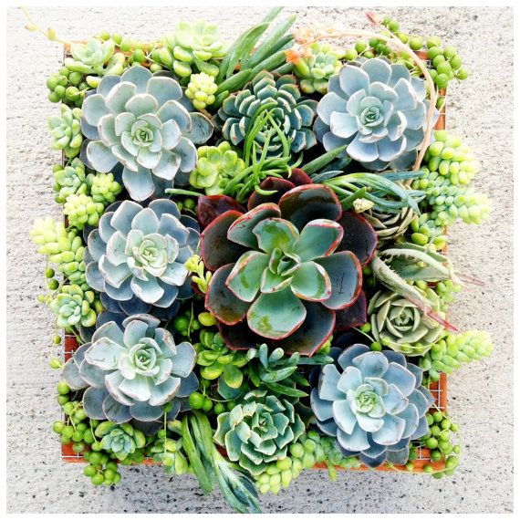 Mixed Lithops Succulent Seeds – Living Stones Plant Seeds for Planting, 200 Seeds Pack - Image 5