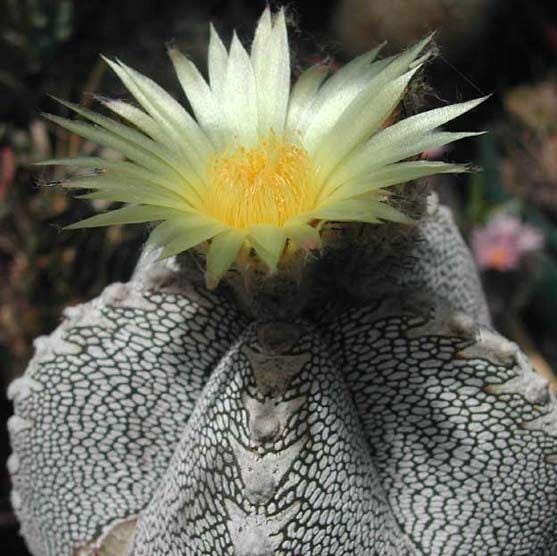 Rare Succulent Seeds – Assorted Cactus & Succulent Seeds for Planting, 100 Seeds Pack - Image 5
