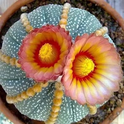 Mixed Astrophytum Cactus Seeds – Succulent Plant Seeds for Planting, 200 Seeds Pack - Image 5