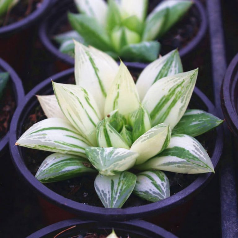 Haworthia Cymbiformis Seeds – Succulent Plant Seeds for Planting, 100 Seeds Pack - Image 5