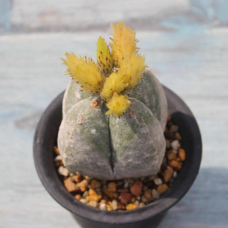 Astrophytum Myriostigma Seeds – Assorted Succulent Cactus Seeds for Planting, 100 Seeds Pack - Image 5