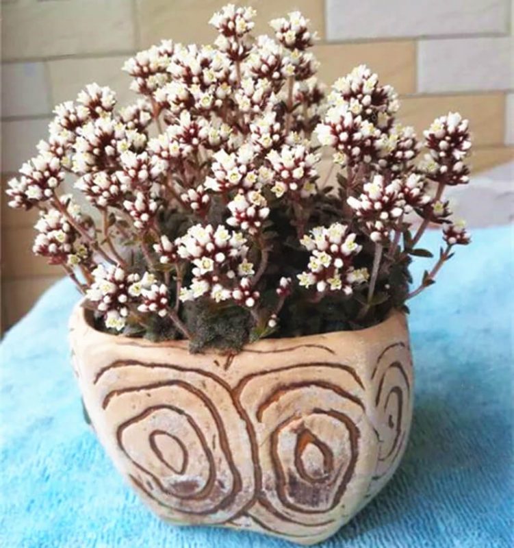Rare Crassula Succulent Seeds – Succulent Plant Seeds for Planting, 100 Seeds Pack - Image 5
