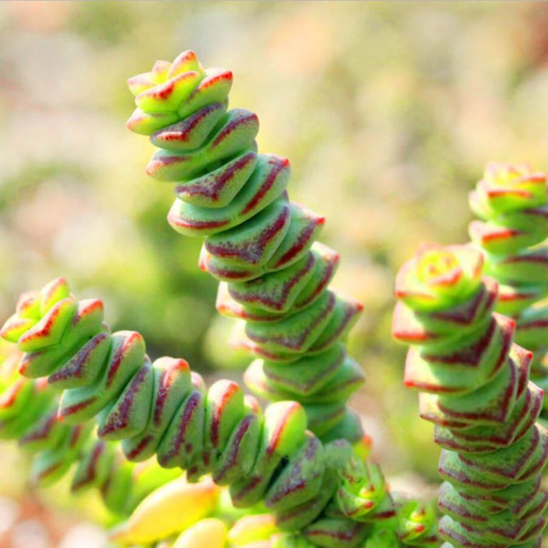 Mixed Succulent Seeds – Multi-Variety Cactus & Succulent Seeds for Planting, 100 Seeds Pack - Image 5
