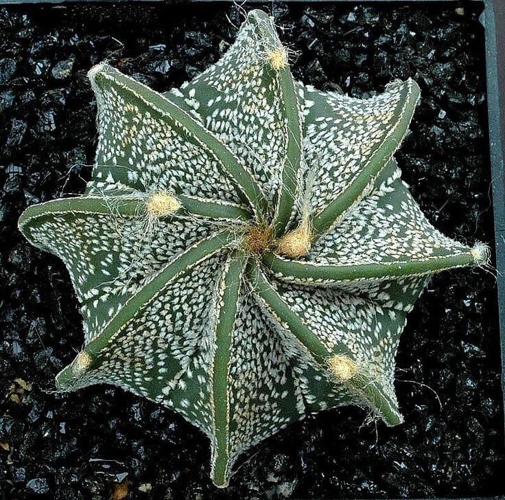 Astrophytum Ornatum Seeds – Rare Cactus Succulent Seeds for Planting, 100 Seeds Pack - Image 5