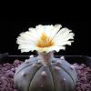 Astrophytum Cactus Seeds – Succulent & Cactus Seeds for Planting, 100 Seeds Pack - Image 5