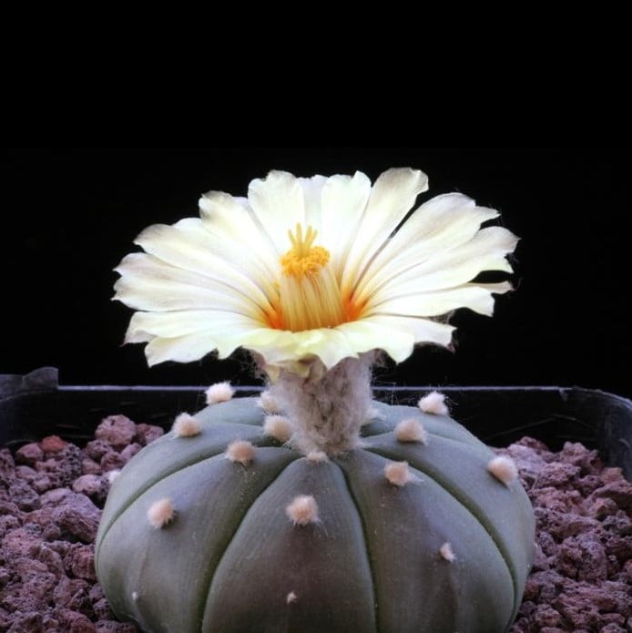 Astrophytum Cactus Seeds – Succulent & Cactus Seeds for Planting, 100 Seeds Pack - Image 5