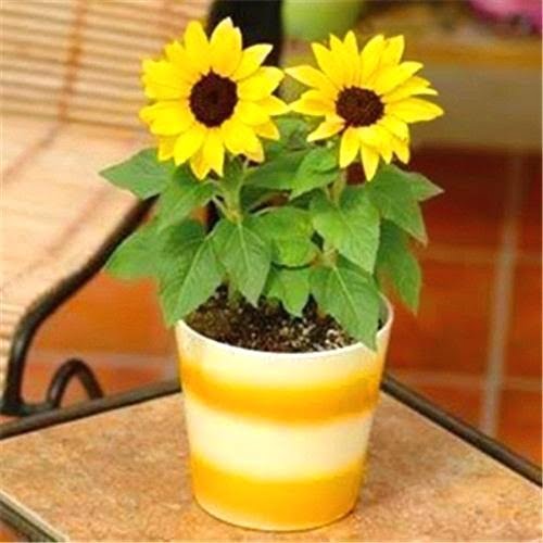 Dwarf Sunflower Seeds – Garden Sunflower Flower Seeds for Planting, 20 Seeds Pack - Image 5