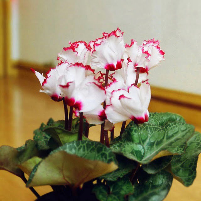 Cyclamen Flower Seeds – White Red Edge Perennial Flower Seeds for Garden Planting, 100 Seeds Pack - Image 5