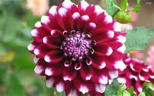 Dahlia Bulb – Multi-Color Garden Dahlia Flower Bulb for Planting, 1 Bulb Pack - Image 5