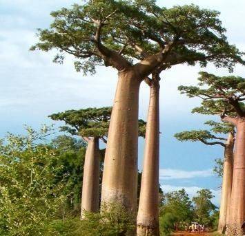 Baobab Tree (Adansonia) Seeds – African Fruit & Ornamental Tree Seeds for Planting, 10 Seeds Pack - Image 5