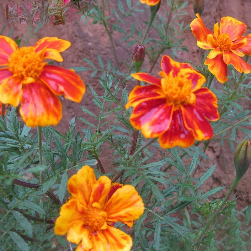 Red Yellow Edge Marigold Seeds – Rare Bi-Color Garden Flower Seeds for Planting, 100 Seeds Pack - Image 5