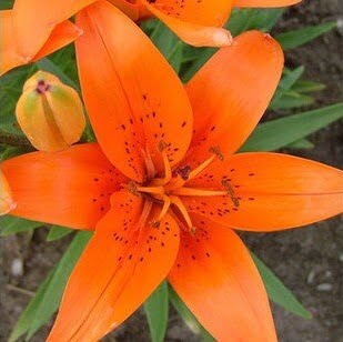 Perfume Lily Flower Bulb – Multi-Color Garden Lily Bulb for Planting, 1 Bulb Pack - Image 5