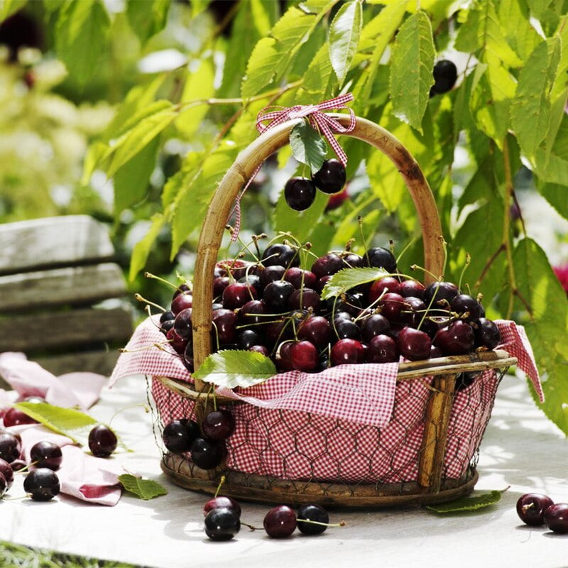 Black Cherry Seeds – Red Cherry Fruit Seeds for Planting, 20 Seeds Pack - Image 5