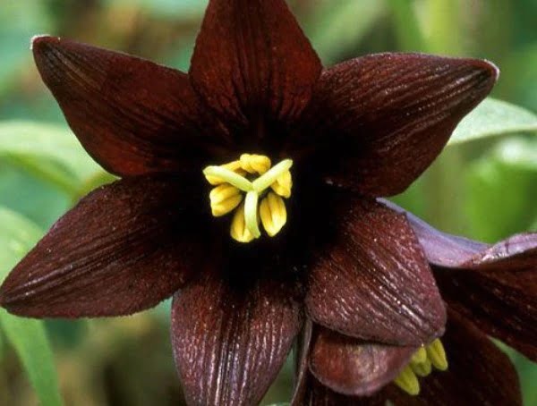 Datura Flower Seeds – Mixed Color Devil’s Trumpet Seeds for Garden Planting, 100 Seeds Pack - Image 5