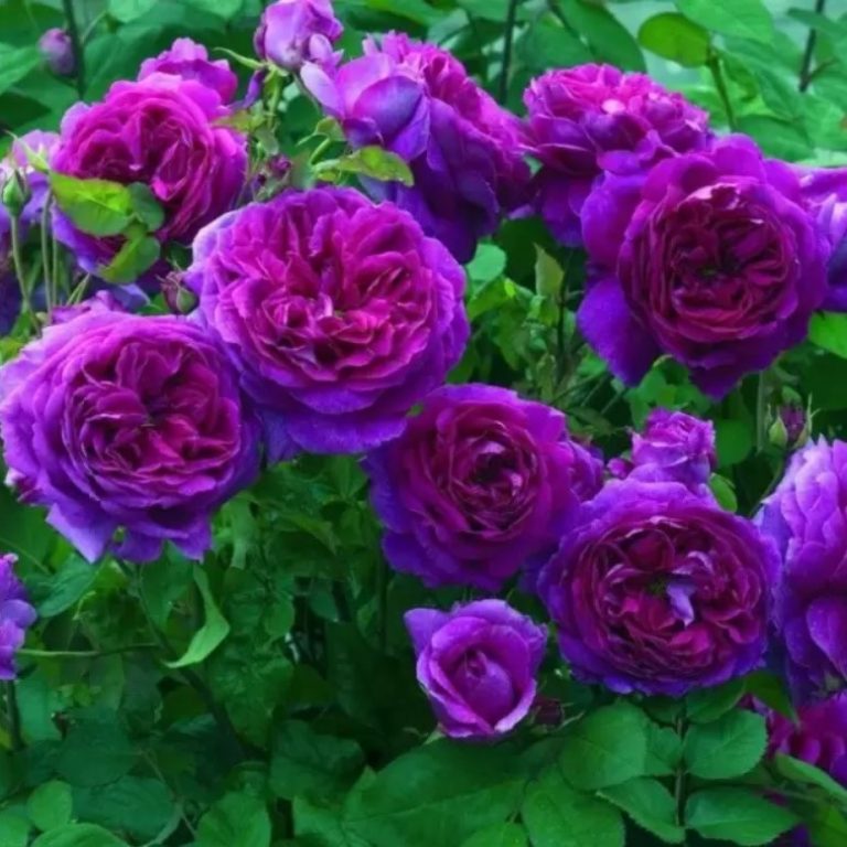 Climbing Rose Flower Seeds – Garden Rose Seeds for Planting, 100 Seeds Pack - Image 4