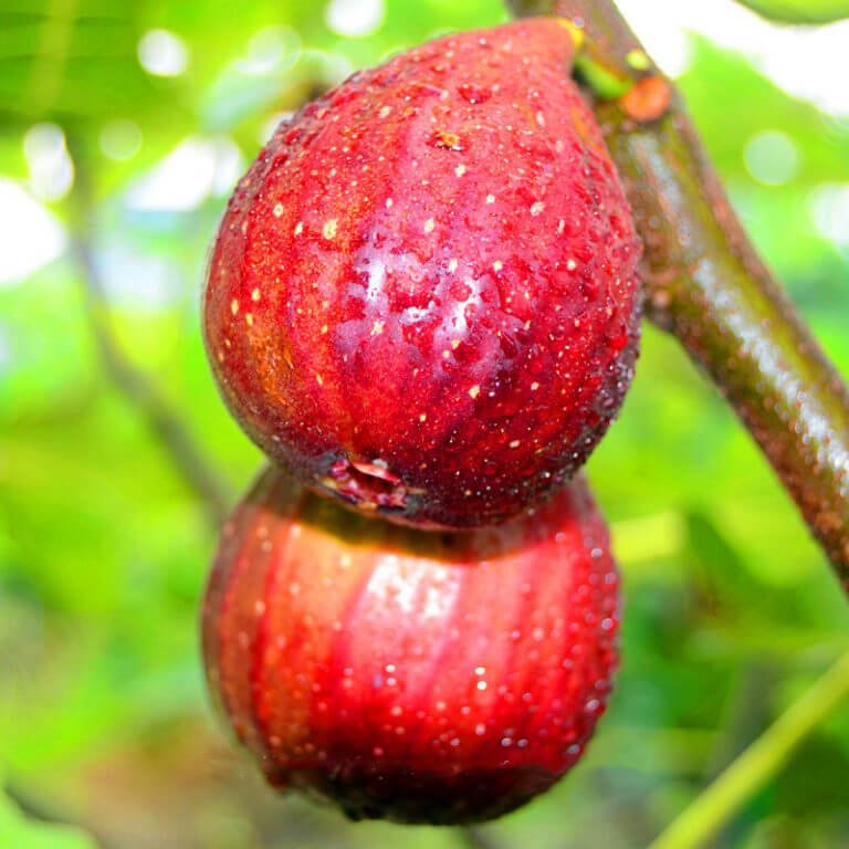 Fig Tree Seeds – Fruit Tree Seeds for Garden Planting, 100 Seeds Pack - Image 5
