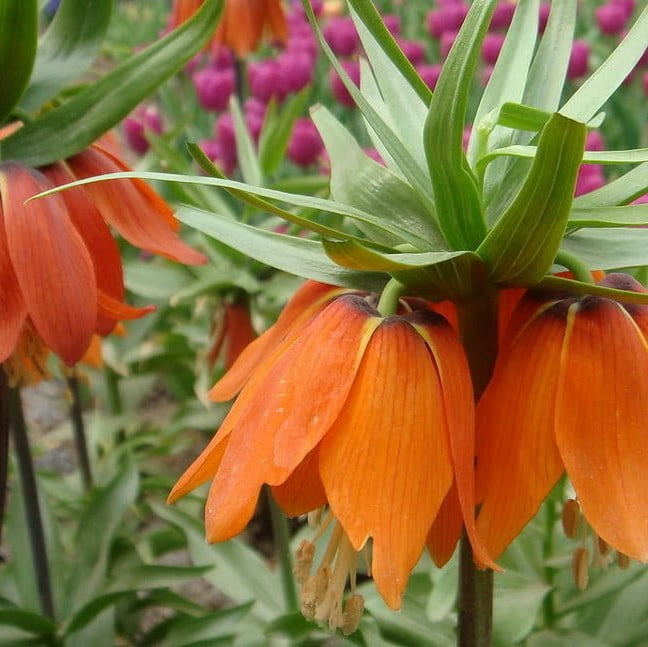 Mixed Fritillaria Flower Seeds – Garden Fritillaria Seeds for Planting, 100 Seeds Pack - Image 5