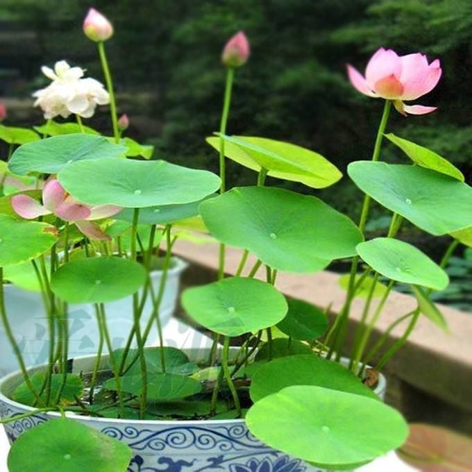 Mixed Color Lotus Flower Seeds – Perennial Aquatic Flower Seeds for Pond Planting, 12 Seeds Pack - Image 5